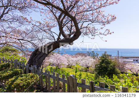 Top 100 Cherry Blossom Spots in Japan: Matsumae Park, Hokkaido 116341179