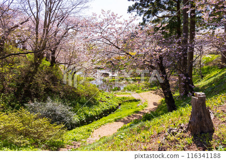 日本賞櫻勝地100選：北海道松前公園 116341188