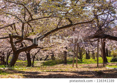 日本賞櫻勝地100選：北海道松前公園 116341189