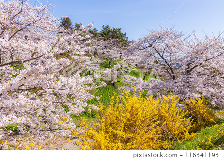 Top 100 Cherry Blossom Spots in Japan: Matsumae Park, Hokkaido Top 100 Cherry Blossom Spots in Japan: Matsumae Park, Hokkaido 116341193