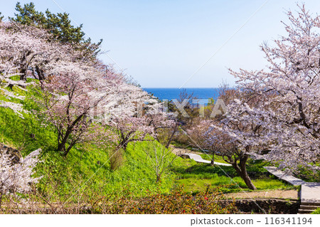Top 100 Cherry Blossom Spots in Japan: Matsumae Park, Hokkaido Top 100 Cherry Blossom Spots in Japan: Matsumae Park, Hokkaido 116341194