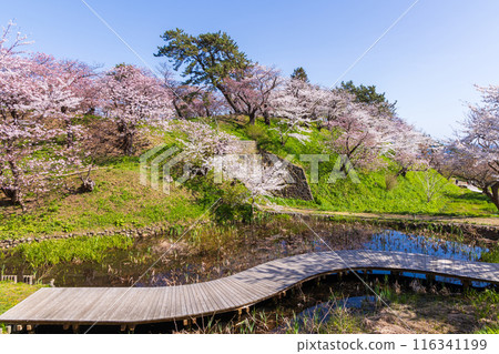 Top 100 Cherry Blossom Spots in Japan: Matsumae Park, Hokkaido 116341199