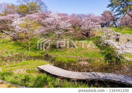 Top 100 Cherry Blossom Spots in Japan: Matsumae Park, Hokkaido 116341200
