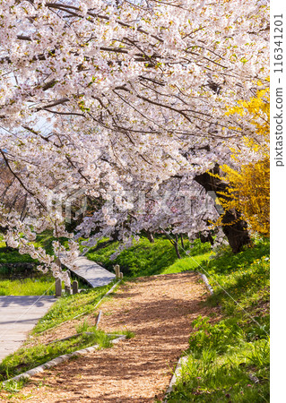 Top 100 Cherry Blossom Spots in Japan: Matsumae Park, Hokkaido 116341201