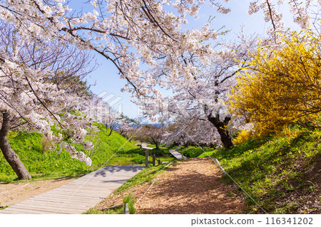 Top 100 Cherry Blossom Spots in Japan: Matsumae Park, Hokkaido 116341202