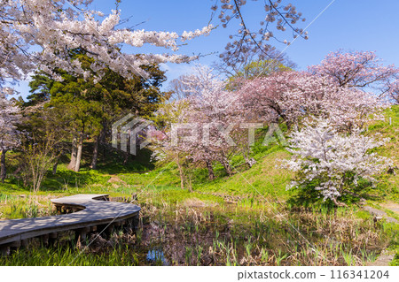 日本賞櫻勝地100選:北海道松前公園 日本賞櫻勝地100選:北海道松前公園 116341204