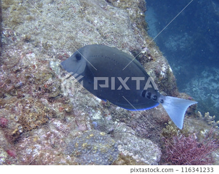 A black fish called Nizadai swimming among underwater rocks 116341233