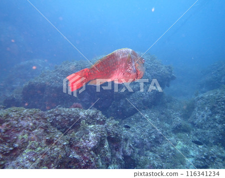 A parrotfish swimming on rocks in the ocean 116341234