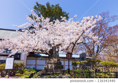 Top 100 Cherry Blossom Spots in Japan: Matsumae Park, Hokkaido Top 100 Cherry Blossom Spots in Japan: Matsumae Park, Hokkaido 116341440