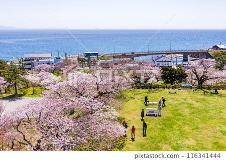Top 100 Cherry Blossom Spots in Japan: Matsumae Park, Hokkaido 116341444
