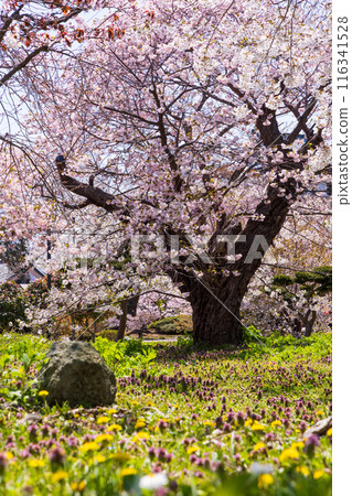Spring in Matsumae, Hokkaido - Cherry blossoms in full bloom Spring in Matsumae, Hokkaido - Cherry blossoms in full bloom 116341528