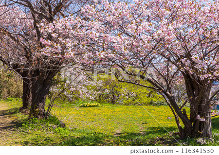 Spring in Matsumae, Hokkaido - Cherry blossoms in full bloom Spring in Matsumae, Hokkaido - Cherry blossoms in full bloom 116341530