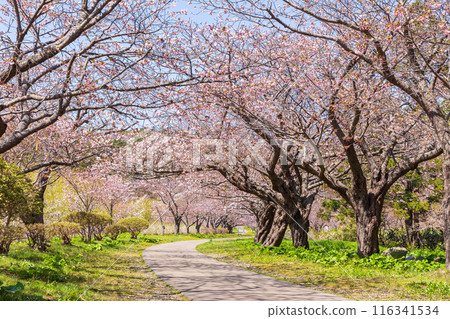 春天的北海道松前町 松前櫻花盛開 116341534
