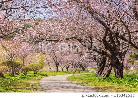 Spring in Matsumae, Hokkaido - Cherry blossoms in full bloom 116341535