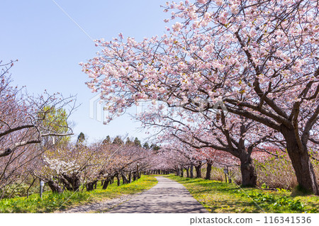 Spring in Matsumae, Hokkaido - Cherry blossoms in full bloom 116341536