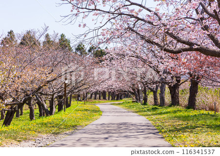 Spring in Matsumae, Hokkaido - Cherry blossoms in full bloom 116341537