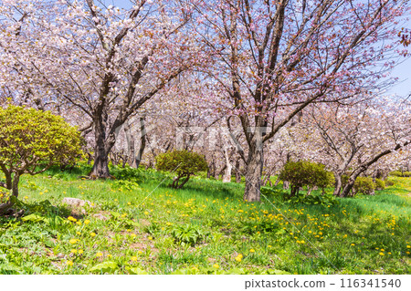 Spring in Matsumae, Hokkaido - Cherry blossoms in full bloom 116341540