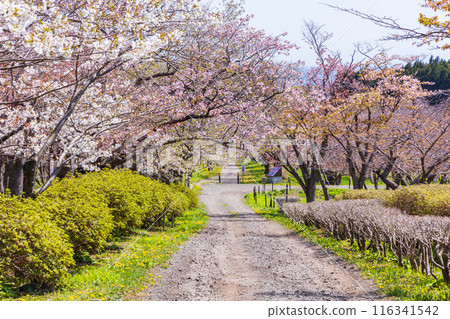 春天的北海道松前町 松前櫻花盛開 116341542