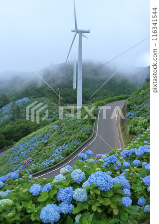 藍色繡球花和風車（德島縣大河原高原） 116341544