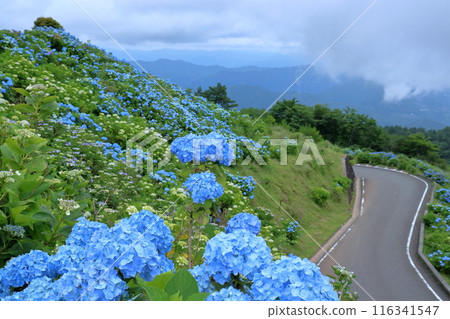 Blue hydrangeas blooming in the Okawara Plateau (Sanagochi Village, Tokushima Prefecture) Blue hydrangeas blooming in the Okawara Plateau (Sanagochi Village, Tokushima Prefecture) 116341547