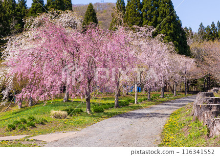 Spring in Matsumae, Hokkaido - Cherry blossoms in full bloom 116341552