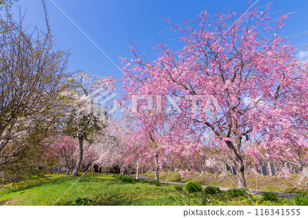 春天的北海道松前町 松前櫻花盛開 116341555