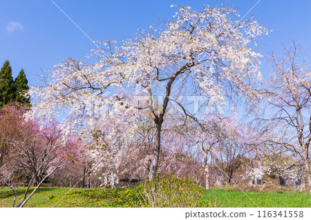 Spring in Matsumae, Hokkaido - Cherry blossoms in full bloom 116341558