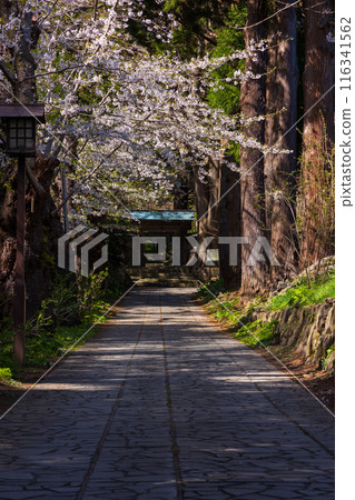 Spring in Matsumae, Hokkaido - Cherry blossoms in full bloom 116341562
