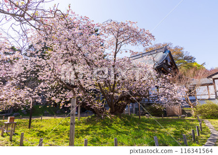 北海道松前町的春天,松前櫻花盛開,光前寺的血脈櫻花 北海道松前町的春天,松前櫻花盛開,光前寺的血脈櫻花 116341564