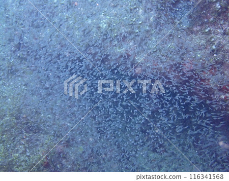 一群魚在海裡游泳。 一群魚在海裡游泳。 116341568