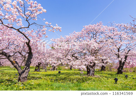 春天的北海道松前町 松前櫻花盛開 春天的北海道松前町 松前櫻花盛開 116341569