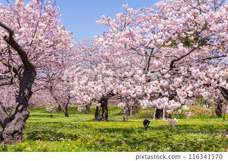 春天的北海道松前町 松前櫻花盛開 春天的北海道松前町 松前櫻花盛開 116341570