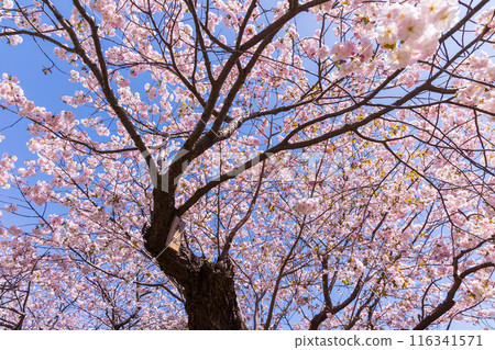 Spring in Matsumae, Hokkaido - Cherry blossoms in full bloom Spring in Matsumae, Hokkaido - Cherry blossoms in full bloom 116341571