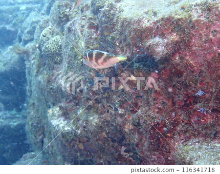 A single pufferfish swimming among underwater rocks 116341718