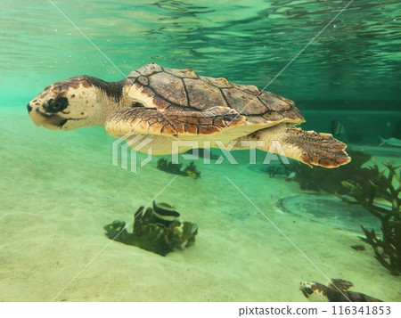 Kamogawa Sea World: A long awaited aquarium Kamogawa Sea World: A long awaited aquarium 116341853