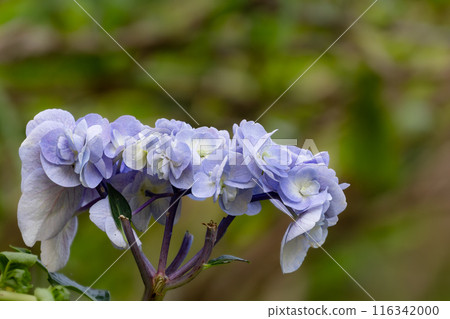 桌形繡球花 116342000