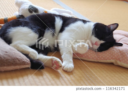 Lying cat Lying cat 116342171