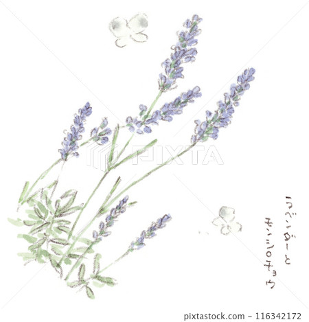 初夏到雨季植物、薰衣草和菜蝴蝶的水彩插圖 116342172