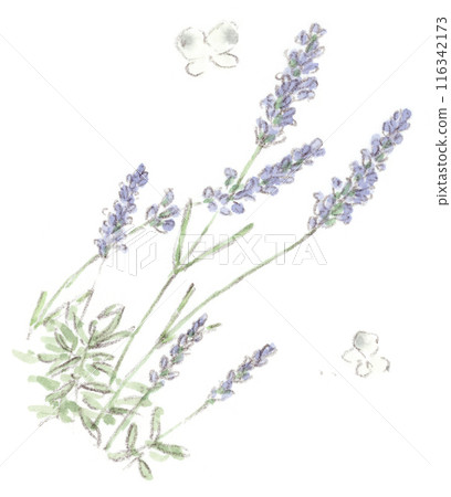 Watercolor illustration of early summer to rainy season plants, lavender and cabbage white butterfly Watercolor illustration of early summer to rainy season plants, lavender and cabbage white butterfly 116342173