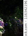 Landscape with hydrangeas 116342196