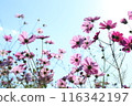 Cosmos shining in the blue sky 116342197