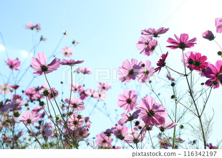 Cosmos shining in the blue sky Cosmos shining in the blue sky 116342197