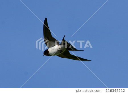Swallow flight / swallow Japan 116342212