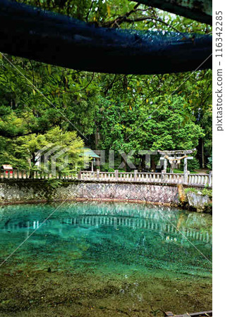 綠色池塘 116342285