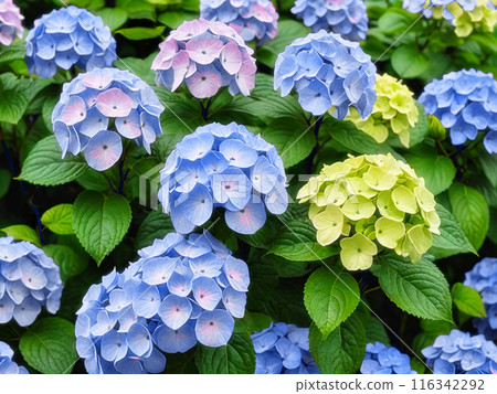 Illustration of a blue hydrangea, close-up. AI-generated material 116342292