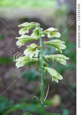 In a quiet forest, Ubayuri flowers bloom 116342308