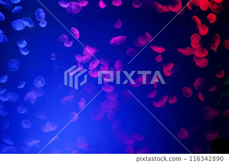 Colorful jellyfish seen at the aquarium 116342890