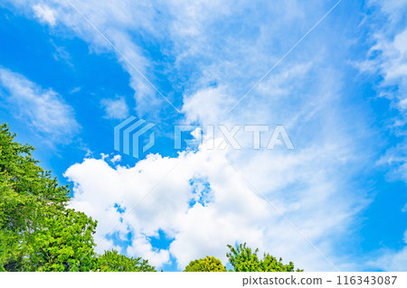 夏天的雲和樹 116343087
