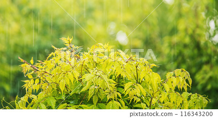 A bush of green tecoma plant under the rain as a background A bush of green tecoma plant under the rain as a background 116343200