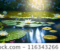 睡蓮浮在水面上 116343266